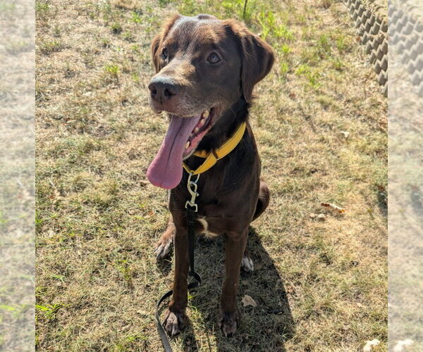 Medium Photo #2 Brittany-Chocolate Labrador retriever Mix Puppy For Sale in Minneapolis, MN, USA