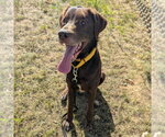 Small #1 Brittany-Chocolate Labrador retriever Mix