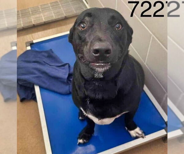 Medium Photo #9 American Staffordshire Terrier-Basset Hound Mix Puppy For Sale in Minneapolis, MN, USA