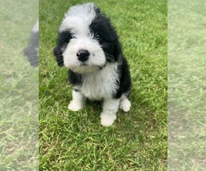 Aussiedoodle Miniature  Puppy for sale in TAYLOR, TX, USA