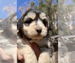 Aussiedoodle Miniature  Puppy for sale in SCOTTSDALE, AZ, USA