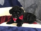 Small Photo #14 Poochon Puppy For Sale in HONEY BROOK, PA, USA