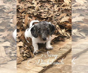 Dachshund Puppy for sale in BENNINGTON, OK, USA