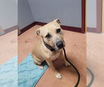 Small #6 American Pit Bull Terrier Mix