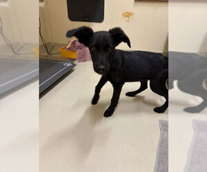 Labrador Retriever Dogs for adoption in Fremont, CA, USA