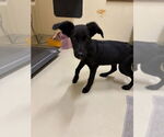 Small Labrador Retriever