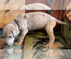 Medium Great Dane