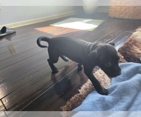 Medium Photo #1 American Pit Bull Terrier Puppy For Sale in CHARLOTTE, NC, USA