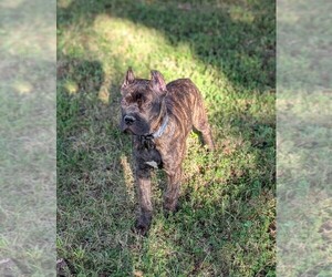 Cane Corso Puppy for sale in HARRISBURG, IL, USA