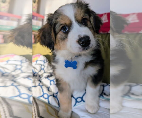 Medium Photo #2 Mutt Puppy For Sale in Brooklyn Center, MN, USA