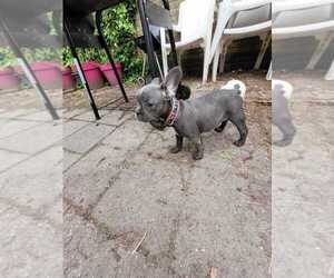 French Bulldog Puppy for sale in PORTERVILLE, CA, USA