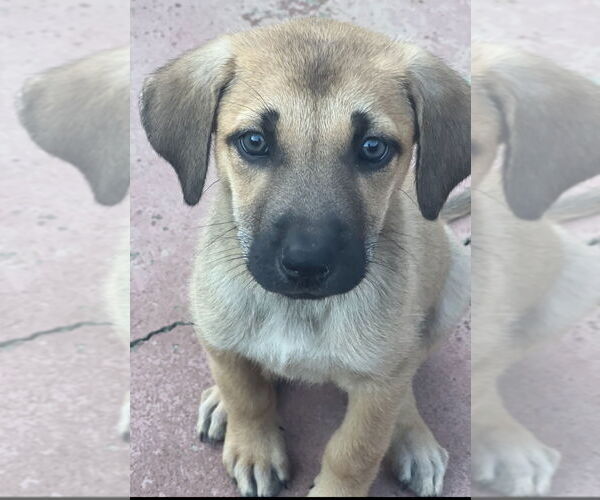 Medium Photo #1 Mutt Puppy For Sale in Dana Point, CA, USA