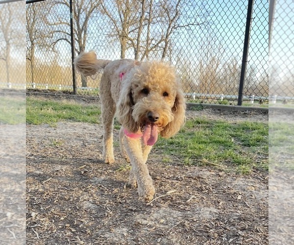 Medium Photo #1 Goldendoodle Puppy For Sale in KANSAS CITY, MO, USA