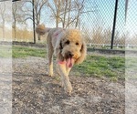 Small Photo #1 Goldendoodle Puppy For Sale in KANSAS CITY, MO, USA
