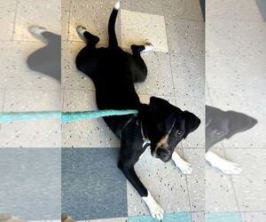 Labrador Retriever-Unknown Mix Dogs for adoption in Palatine/Kildeer/Buffalo grove, IL, USA