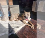 Small #24 American Pit Bull Terrier-American Staffordshire Terrier Mix