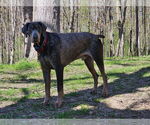 Small #1 Doberman Pinscher