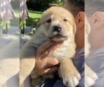 Small #1 Siberian Husky Mix