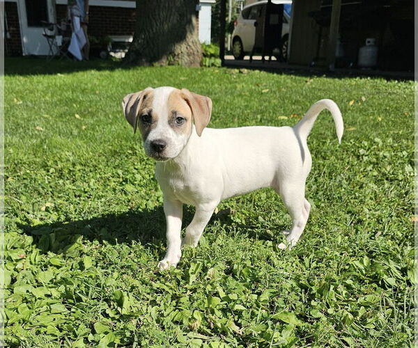 Medium Photo #2 Mutt Puppy For Sale in Waterloo, IA, USA