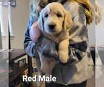 Small Photo #9 Goldendoodle Puppy For Sale in ALTUS, OK, USA