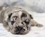 Small #1 French Bulldog