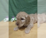 Small Photo #5 Goldendoodle (Miniature) Puppy For Sale in NORTH LIBERTY, IN, USA