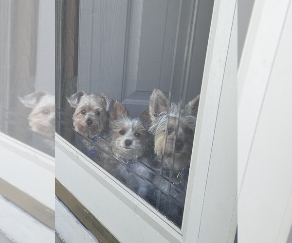 Medium Photo #5 Yorkshire Terrier Puppy For Sale in CASSVILLE, MO, USA