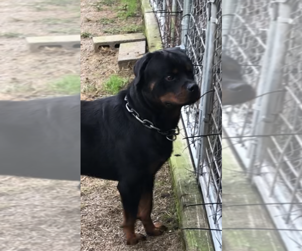 Medium Photo #12 Rottweiler Puppy For Sale in VONORE, TN, USA