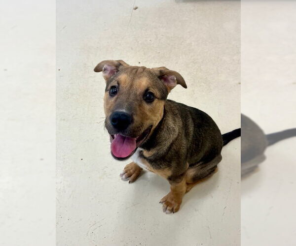 Medium Photo #3 Mutt Puppy For Sale in Webster, WI, USA