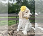 Small #4 Goldendoodle