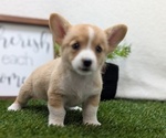 Small #5 Pembroke Welsh Corgi