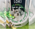 Image preview for Ad Listing. Nickname: Loki