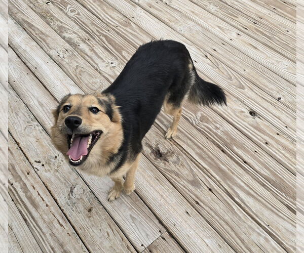 Medium Photo #8 Mutt Puppy For Sale in Columbus, IN, USA