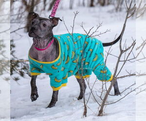 Isekai - Female Staffordshire Bull Terrier-Unknown Mix Dog for Adoption - Photo #15