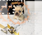 Small #12 French Bulldog