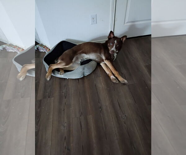 Medium Photo #4 Australian Kelpie-Australian Shepherd Mix Puppy For Sale in McKinney, TX, USA