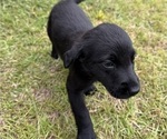 Small #2 Shepradors