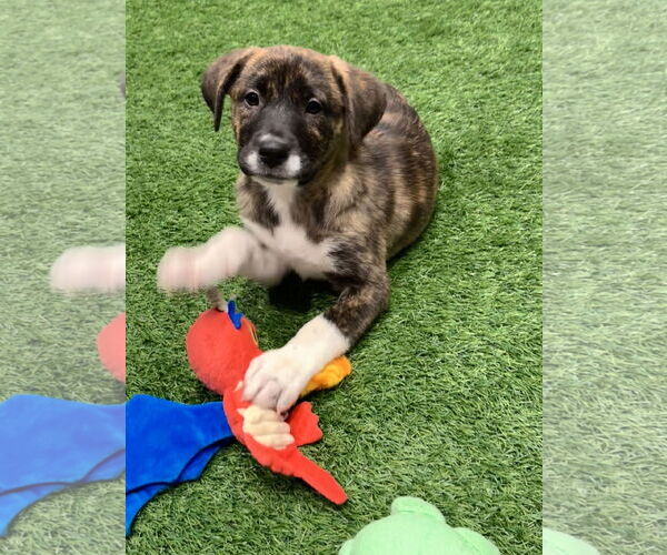 Medium Photo #1 Mutt Puppy For Sale in Sanford, FL, USA