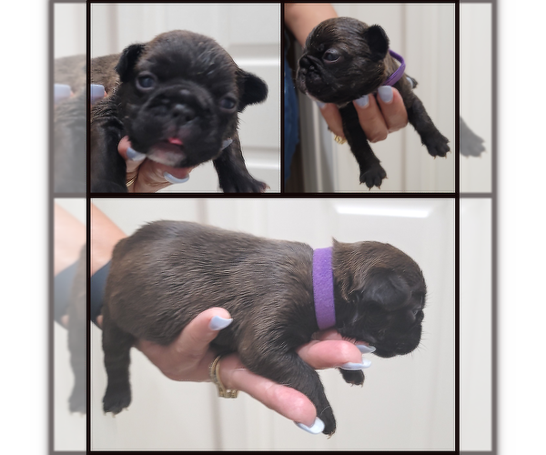 Medium Photo #9 French Bulldog Puppy For Sale in BOYNTON BEACH, FL, USA