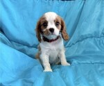 Snickers - Male Cavalier King Charles Spaniel Puppy for Sale - Photo #3