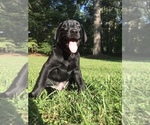 Small Photo #1 Labrador Retriever Puppy For Sale in WACO, GA, USA