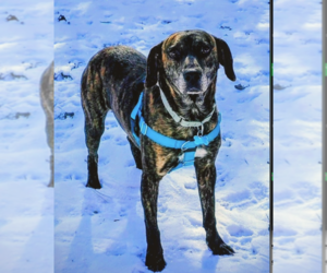 Mountain Cur-Unknown Mix Dogs for adoption in Plainfield, IL, USA