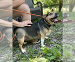 Small #1 Beagle