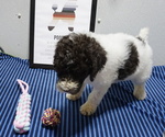 Small #14 Poodle (Standard)