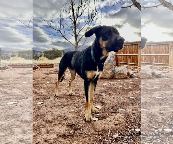 Medium Photo #4 Labrador Retriever-Unknown Mix Puppy For Sale in MIDWAY, UT, USA