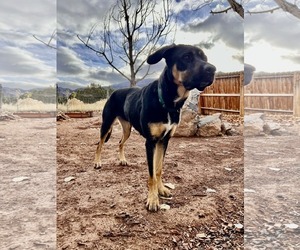 Zena - Female Labrador Retriever-Unknown Mix Dog for Adoption - Photo #4