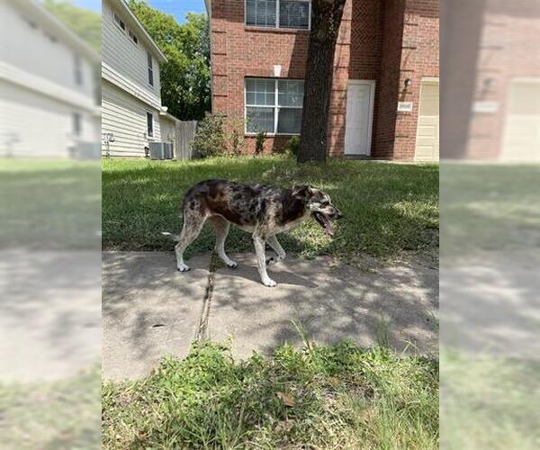 Medium Photo #1 Catahoula Leopard Dog-Unknown Mix Puppy For Sale in Houston, TX, USA