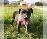 Small American Staffordshire Terrier Mix