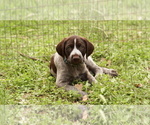 Small Photo #3 German Shorthaired Pointer-German Wirehaired Pointer Mix Puppy For Sale in FREDERICKSBURG, TX, USA