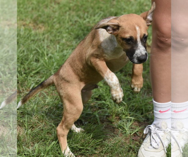 Medium Photo #5 Mutt Puppy For Sale in Mechanicsburg, PA, USA
